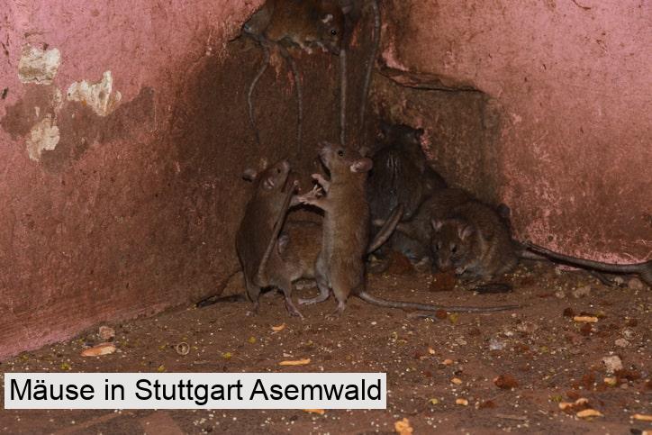 Mäuse in Stuttgart Asemwald